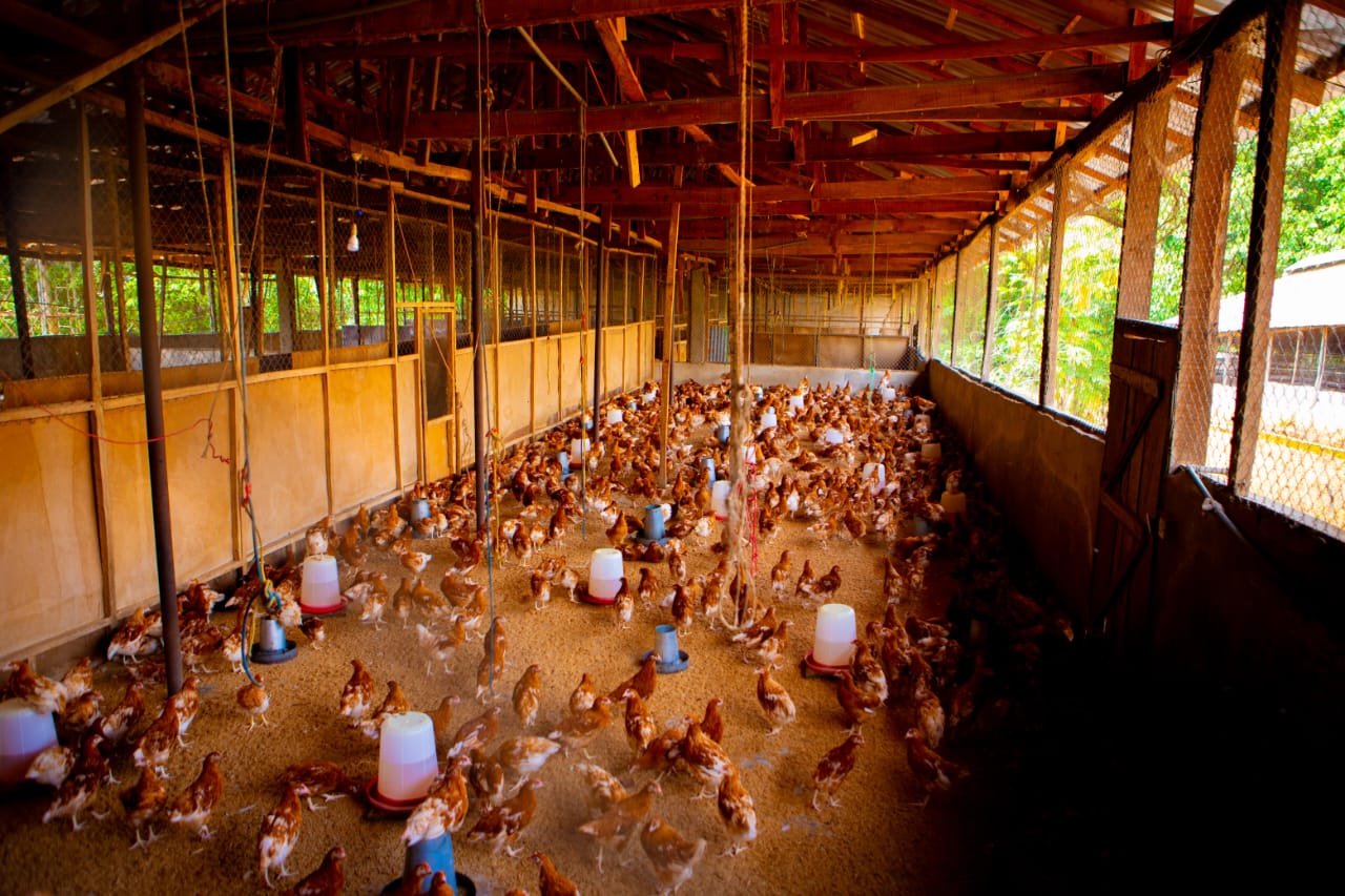 The Monastery Poultry