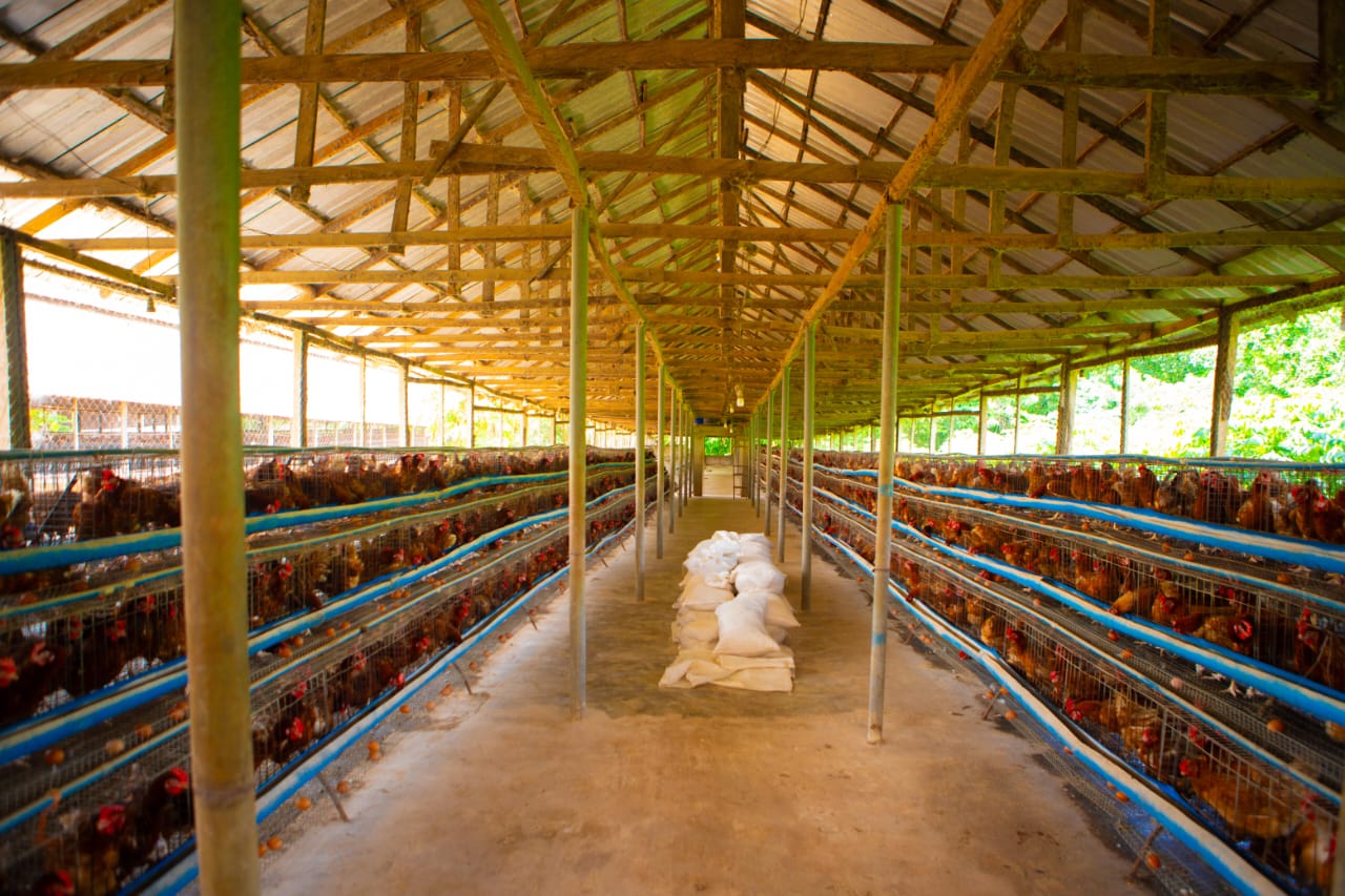 The Monastery Poultry Department 2